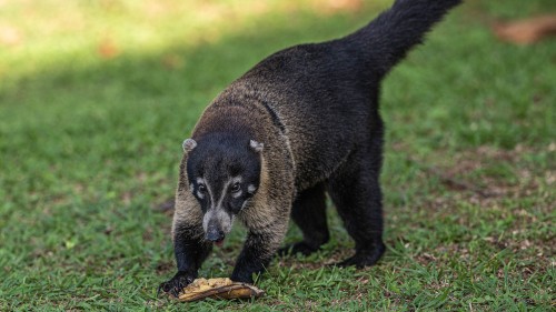 Coati; Laguna del Lagarto Eco-Lodge   (Klicken zum öffnen)