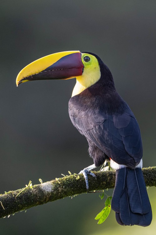 Yellow-throated toucan  /  Goldkehltukan; Boca Tapada   (Klicken zum öffnen)