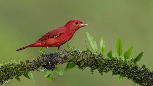 Summer tanager  (m) /  Sommertangare; Boca Tapada   (Klicken zum öffnen)