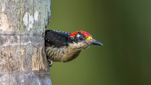 Hoffmanns woodpecker  /  Hoffmannsspecht; Boca Tapada   (Klicken zum öffnen)