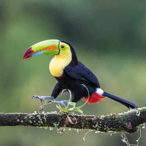 Keel-billed toucan  /  Fischertukan   (Klicken zum öffnen)