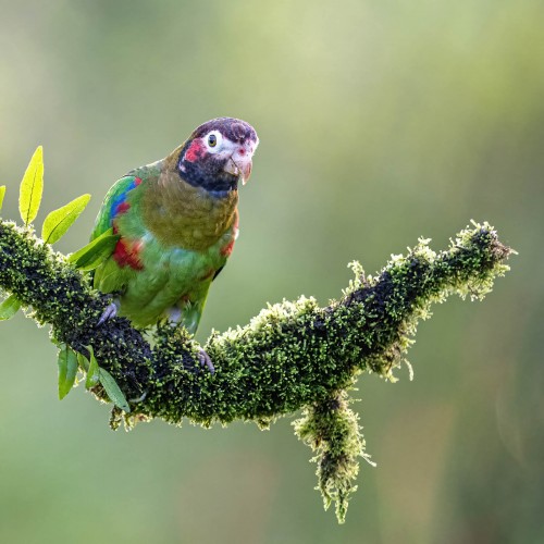 Parakeet  / Zwergpapagei; Boca Topada   (Klicken zum öffnen)