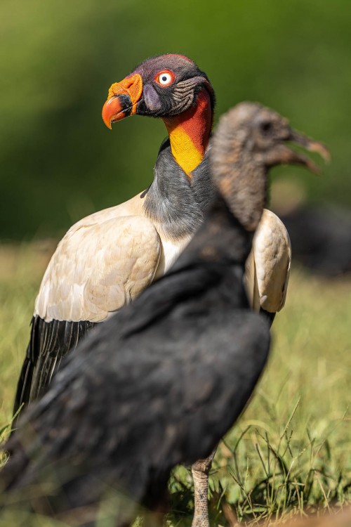 King vulture hinter Black vulture   (Klicken zum öffnen)