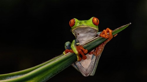 Red-eyed leaf frog  / Rotaugenlaubfrosch; Boca Topada   (Klicken zum öffnen)