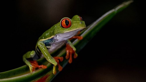Red-eyed leaf frog  / Rotaugenlaubfrosch, bis zu 8cm lang   (Klicken zum öffnen)