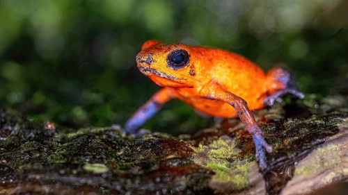 Strawberry poison dart frog, auch Bleujeans-Frog genannt; Braulio NP   (Klicken zum öffnen)