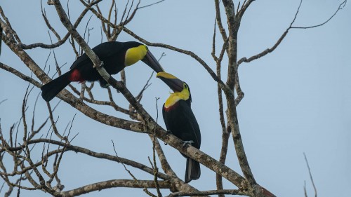 Yellow-throated toucan  /  Goldkehltukan; Boca Tapada   (Klicken zum öffnen)