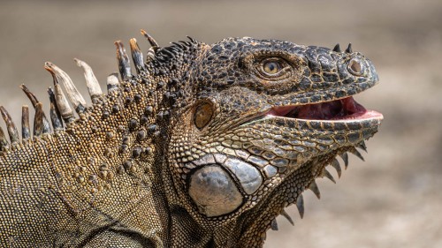 Green Iguana; Puente de las Iguanas   (Klicken zum öffnen)