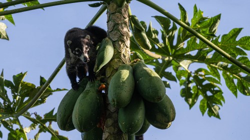 Ein Coati holt sich eine Papaya; Tabacon Lodge, Arenal   (Klicken zum öffnen)