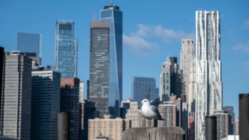 Wildlife gibt's auch in Brooklyn...   (Klicken zum öffnen)