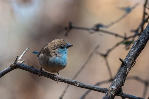 Blue waxbill / Blauer Seidenschnabel   (Klicken zum öffnen)