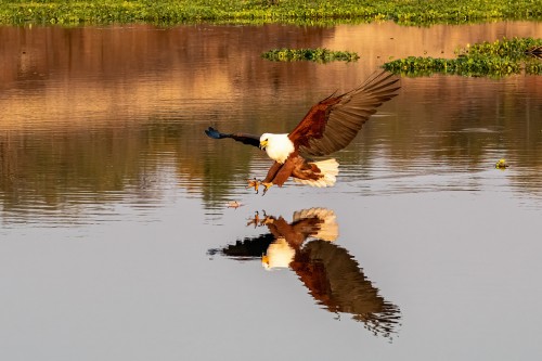 African fisheagle   (Klicken zum öffnen)