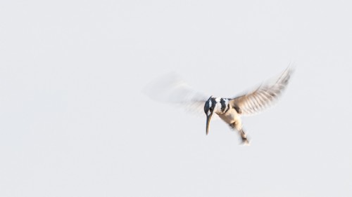 Pied kingfisher im Rüttelflug am frühen Morgen   (Klicken zum öffnen)