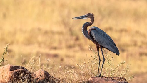 Goliath heron / Goliathreiher, der grösste Reiher; 1.5m gross, Flügelspannweite 2.4m   (Klicken zum öffnen)