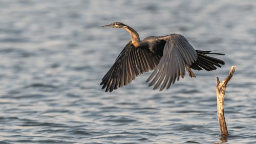 African darter / Schlangenhalsvogel   (Klicken zum öffnen)