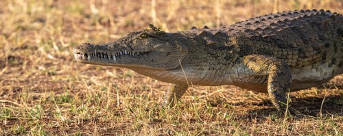 Nilkrokodil   (Klicken zum öffnen)