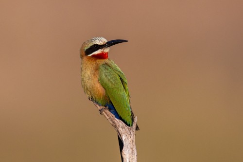 Whitefronted bee-eater / Bienenfresser   (Klicken zum öffnen)