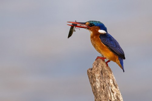 Malachite kingfisher / Eisvogel   (Klicken zum öffnen)