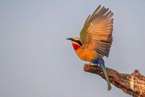 Whitefronted bee-eater / Bienenfresser   (Klicken zum öffnen)