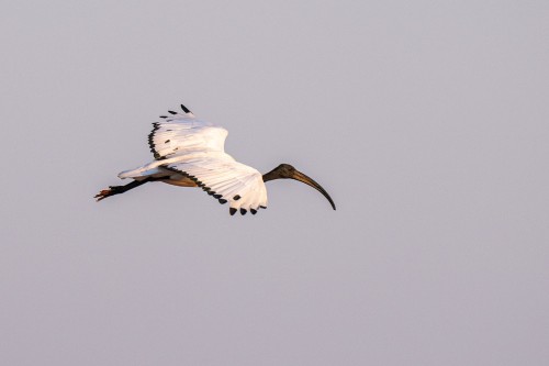 African sacred ibis  / Heiliger Ibis   (Klicken zum öffnen)