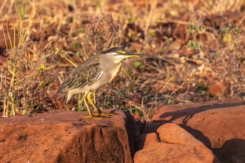 Heron / Reiher   (Klicken zum öffnen)