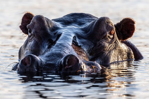 Wachsames Hippo   (Klicken zum öffnen)