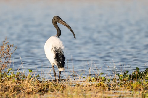 African sacred ibis  / Heiliger Ibis   (Klicken zum öffnen)