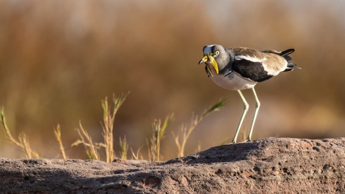 White-headed lapwing / Graukopfkiebitz   (Klicken zum öffnen)