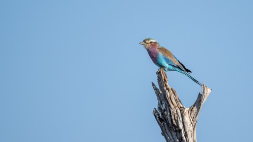 Lilac-breasted roller    (Klicken zum öffnen)