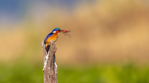 Malachite kingfisher / Eisvogel   (Klicken zum öffnen)