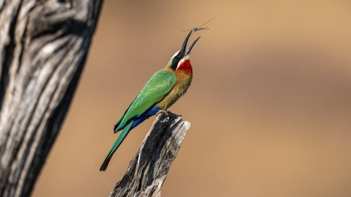 Whitefronted bee-eater / Bienenfresser   (Klicken zum öffnen)