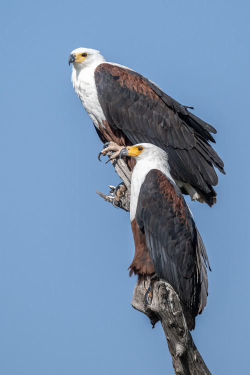 African fisheagle. Sie bleiben ein Leben lang zusammen und haben mehrere Nester.   (Klicken zum öffnen)