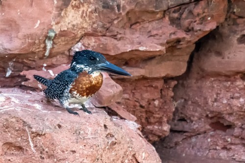 Giant kingfisher, der grösste Eisvogel, ca. 45cm lang   (Klicken zum öffnen)