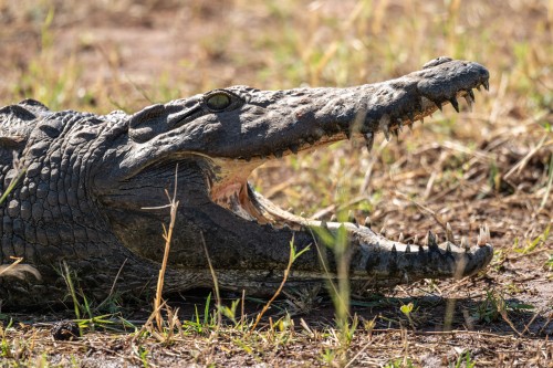 Nilkrokodil regelt seine Körpertemperatur   (Klicken zum öffnen)