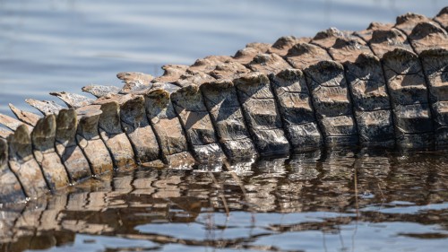 Nilkrokodil   (Klicken zum öffnen)