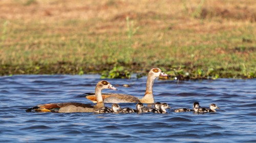 Happy family   (Klicken zum öffnen)