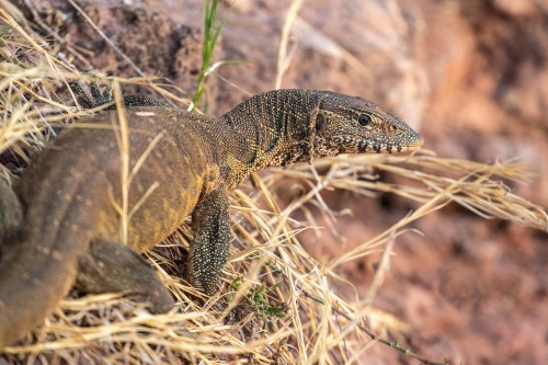 Monitor lizzard / Nilwaran   (Klicken zum öffnen)