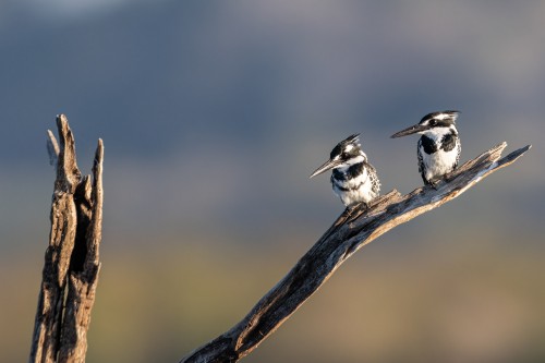 Pied kingfishers / Eisvögel   (Klicken zum öffnen)