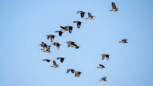 White-faced whistling duck   (Klicken zum öffnen)