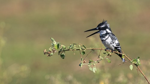 Pied kingfisher / Eisvogel   (Klicken zum öffnen)