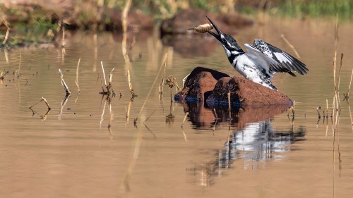 Der Fisch muss kopfvoran geschluckt werden   (Klicken zum öffnen)