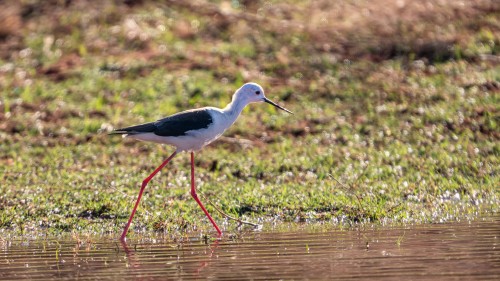 Black-winged stilt / Stelzenläufer   (Klicken zum öffnen)