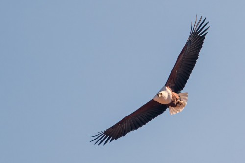 African fisheagle    (Klicken zum öffnen)