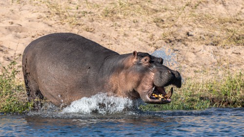 Hippo / Flusspferd   (Klicken zum öffnen)