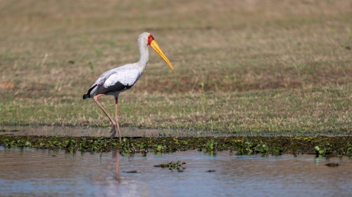 Yellow-billed stork / Gelbschnabelstorch   (Klicken zum öffnen)