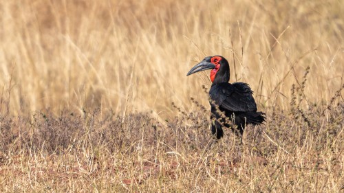 Southern ground hornbill   (Klicken zum öffnen)