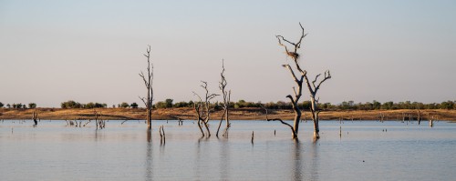 Das harte Holz der Mopane-Bäume verwittert sehr langsam, viele Lebewesen profitieren davon   (Klicken zum öffnen)