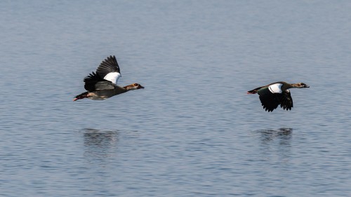 Die Gänse machen immer einen Riesenlärm   (Klicken zum öffnen)