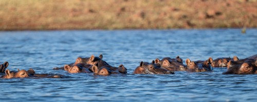 Happy Hippos   (Klicken zum öffnen)