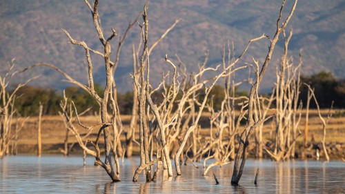 Mopane-Trees   (Klicken zum öffnen)